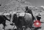 Image of Iranian farmers harvest grain Iran, 1944, second 42 stock footage video 65675041203