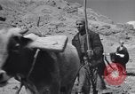 Image of Iranian farmers harvest grain Iran, 1944, second 43 stock footage video 65675041203