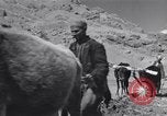 Image of Iranian farmers harvest grain Iran, 1944, second 44 stock footage video 65675041203