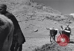 Image of Iranian farmers harvest grain Iran, 1944, second 45 stock footage video 65675041203