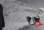 Image of Iranian farmers harvest grain Iran, 1944, second 46 stock footage video 65675041203