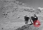 Image of Iranian farmers harvest grain Iran, 1944, second 47 stock footage video 65675041203