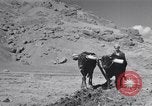 Image of Iranian farmers harvest grain Iran, 1944, second 48 stock footage video 65675041203