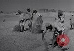 Image of Iranian farmers harvest grain Iran, 1944, second 51 stock footage video 65675041203