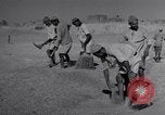Image of Iranian farmers harvest grain Iran, 1944, second 52 stock footage video 65675041203