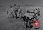 Image of Iranian farmers harvest grain Iran, 1944, second 57 stock footage video 65675041203
