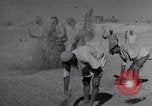 Image of Iranian farmers harvest grain Iran, 1944, second 60 stock footage video 65675041203