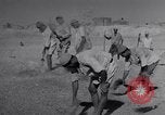 Image of Iranian farmers harvest grain Iran, 1944, second 61 stock footage video 65675041203