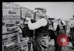 Image of Pigeons Selby England United Kingdom, 1933, second 14 stock footage video 65675041255