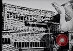 Image of Pigeons Selby England United Kingdom, 1933, second 16 stock footage video 65675041255
