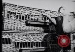 Image of Pigeons Selby England United Kingdom, 1933, second 17 stock footage video 65675041255