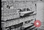 Image of Pigeons Selby England United Kingdom, 1933, second 18 stock footage video 65675041255