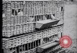 Image of Pigeons Selby England United Kingdom, 1933, second 19 stock footage video 65675041255
