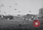 Image of Pigeons Selby England United Kingdom, 1933, second 31 stock footage video 65675041255