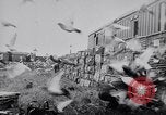 Image of Pigeons Selby England United Kingdom, 1933, second 34 stock footage video 65675041255