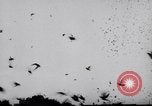Image of Pigeons Selby England United Kingdom, 1933, second 41 stock footage video 65675041255