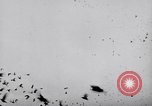 Image of Pigeons Selby England United Kingdom, 1933, second 43 stock footage video 65675041255