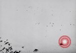 Image of Pigeons Selby England United Kingdom, 1933, second 44 stock footage video 65675041255