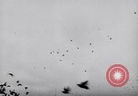 Image of Pigeons Selby England United Kingdom, 1933, second 45 stock footage video 65675041255