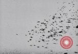 Image of Pigeons Selby England United Kingdom, 1933, second 55 stock footage video 65675041255
