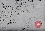 Image of Pigeons Selby England United Kingdom, 1933, second 56 stock footage video 65675041255
