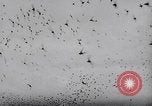 Image of Pigeons Selby England United Kingdom, 1933, second 57 stock footage video 65675041255