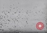 Image of Pigeons Selby England United Kingdom, 1933, second 58 stock footage video 65675041255