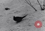 Image of Niagara Falls Niagara Falls New York USA, 1936, second 35 stock footage video 65675041282