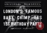 Immagine di Baby scimpanzé Londra Inghilterra Regno Unito, 1936, secondo 1 filmato di repertorio 65675041290