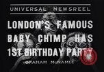 Immagine di Baby scimpanzé Londra Inghilterra Regno Unito, 1936, secondo 3 filmato di repertorio 65675041290
