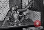 Immagine di Baby scimpanzé Londra Inghilterra Regno Unito, 1936, secondo 12 filmato di repertorio 65675041290