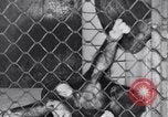 Immagine di Baby scimpanzé Londra Inghilterra Regno Unito, 1936, secondo 21 filmato di repertorio 65675041290