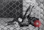 Immagine di Baby scimpanzé Londra Inghilterra Regno Unito, 1936, secondo 24 filmato di repertorio 65675041290
