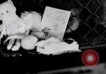 Immagine di Baby scimpanzé Londra Inghilterra Regno Unito, 1936, secondo 25 filmato di repertorio 65675041290