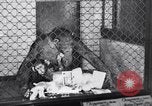 Immagine di Baby scimpanzé Londra Inghilterra Regno Unito, 1936, secondo 27 filmato di repertorio 65675041290