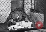 Immagine di Baby scimpanzé Londra Inghilterra Regno Unito, 1936, secondo 28 filmato di repertorio 65675041290