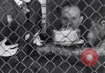 Immagine di Baby scimpanzé Londra Inghilterra Regno Unito, 1936, secondo 46 filmato di repertorio 65675041290