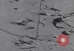 Standbild Kaninchen während dustbowl Texas United States USA, 1936, aus Sekunde 15 historischem Filmmaterial Videoclip 65675041297