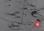 Standbild Kaninchen während dustbowl Texas United States USA, 1936, aus Sekunde 16 historischem Filmmaterial Videoclip 65675041297