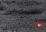 Standbild Kaninchen während dustbowl Texas United States USA, 1936, aus Sekunde 41 historischem Filmmaterial Videoclip 65675041297