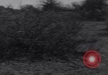 Standbild Kaninchen während dustbowl Texas United States USA, 1936, aus Sekunde 46 historischem Filmmaterial Videoclip 65675041297