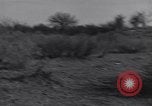 Standbild Kaninchen während dustbowl Texas United States USA, 1936, aus Sekunde 47 historischem Filmmaterial Videoclip 65675041297