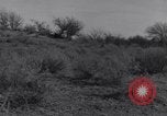 Standbild Kaninchen während dustbowl Texas United States USA, 1936, aus Sekunde 48 historischem Filmmaterial Videoclip 65675041297