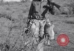 Standbild Kaninchen während dustbowl Texas United States USA, 1936, aus Sekunde 51 historischem Filmmaterial Videoclip 65675041297