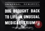 Image of Scottish Terrier New York City USA, 1936, second 4 stock footage video 65675041299
