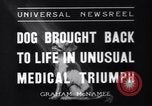 Image of Scottish Terrier New York City USA, 1936, second 6 stock footage video 65675041299