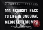 Image of Scottish Terrier New York City USA, 1936, second 8 stock footage video 65675041299