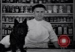 Image of Scottish Terrier New York City USA, 1936, second 10 stock footage video 65675041299