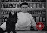 Image of Scottish Terrier New York City USA, 1936, second 12 stock footage video 65675041299