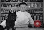 Image of Scottish Terrier New York City USA, 1936, second 13 stock footage video 65675041299
